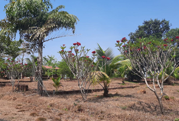 Konkan County