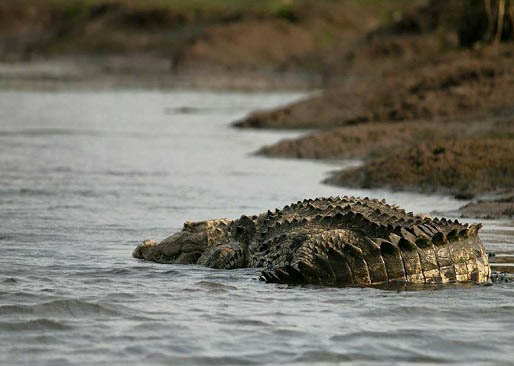 Crocodile Safari